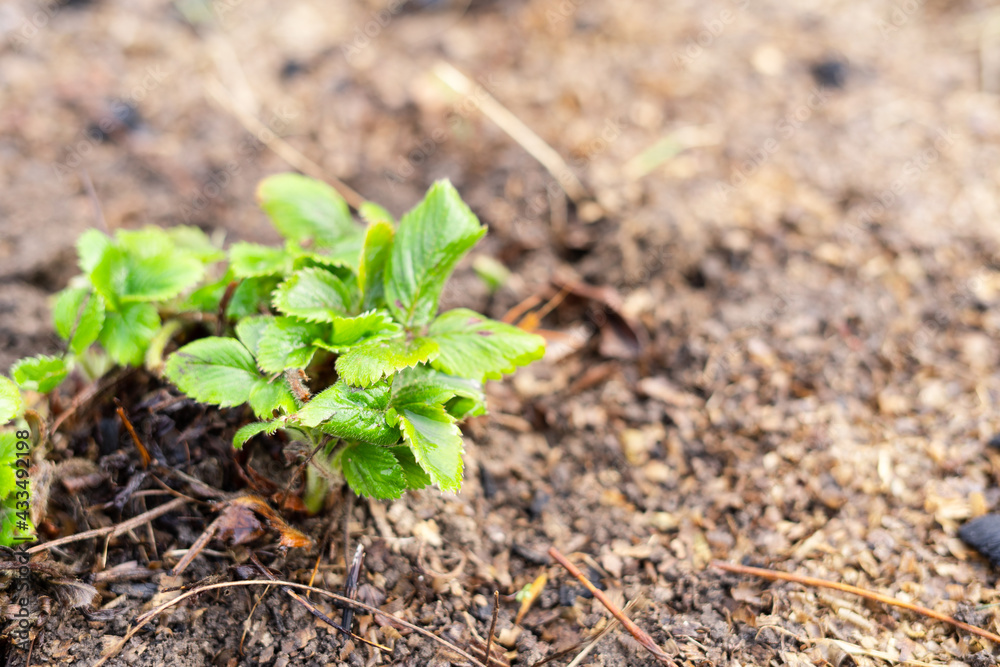 Strawberry seedlings grow in the home garden Strawberry seedlings grow in the home garden