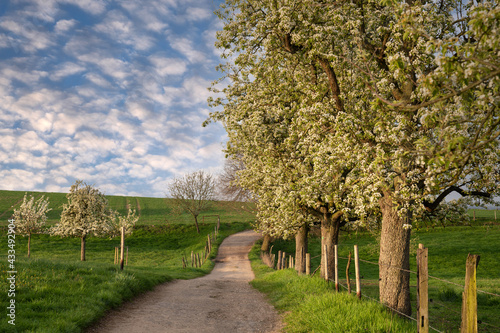 Meadow orchard with blossoming trees, Bergisches Land, Germany