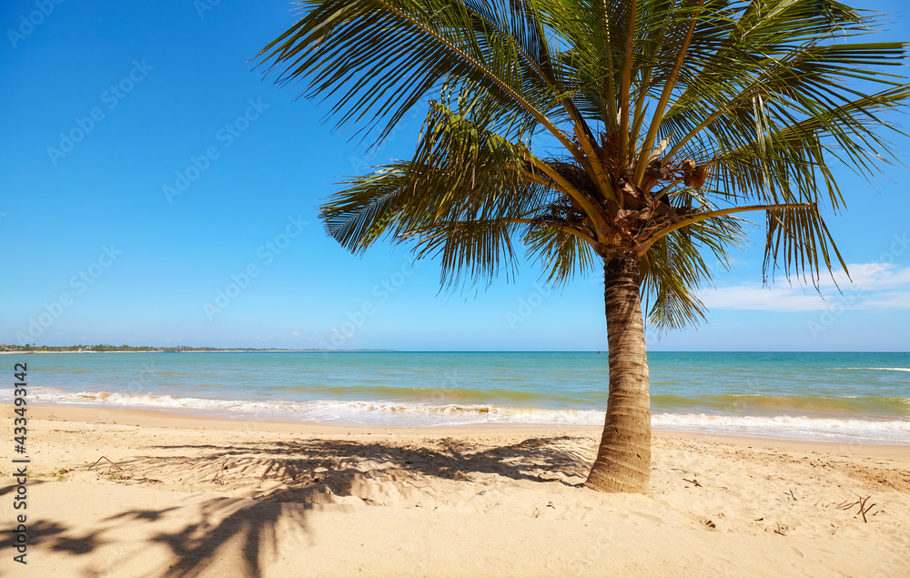Fototapeta premium Coconut palm tree on an empty tropical beach, Sri Lanka.