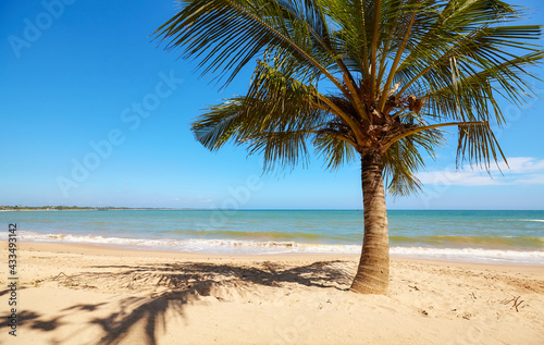 Fototapeta Naklejka Na Ścianę i Meble -  Coconut palm tree on an empty tropical beach, Sri Lanka.