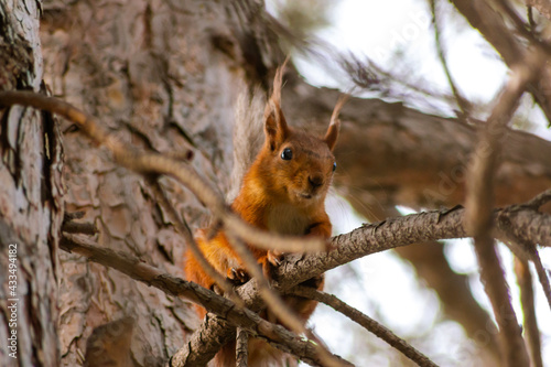 Squirrel in the park looking for food