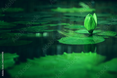 Image of water lily in the pond