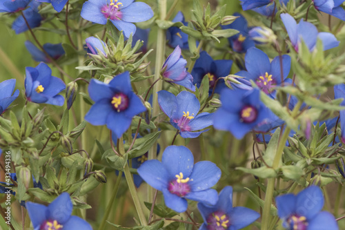 Anagallis sp red blue-scarlet pimpernel chickweed small flower of intense blue color with purple center and yellowish white stamens on green meadow background