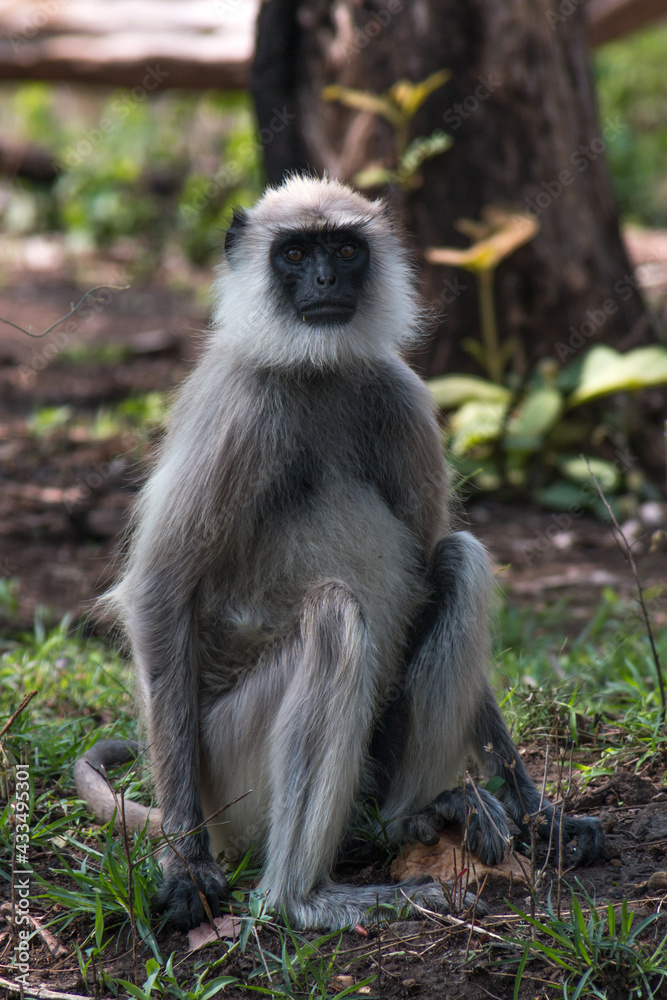 lion tailed monkey at Bandipur National Park and Tiger Reserve, Tamil nadu state, mudumalai forest reserve