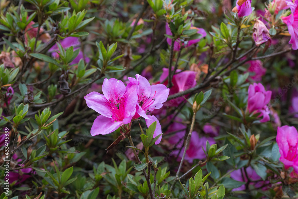 beautiful dark pink flower in closeup shot