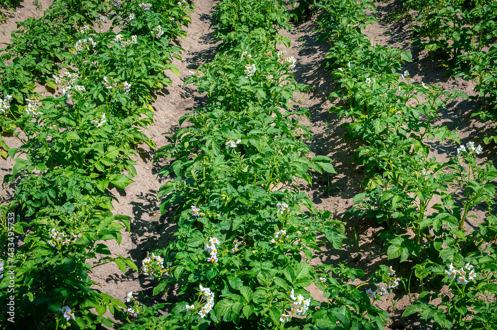 Flowering rows of potato tops. Blooming potatoes. Potato beds are planted in straight rows. Organic potatoes Flowering rows of potato tops. Blooming potatoes. Potato beds are planted in straight rows. Organic potatoes
