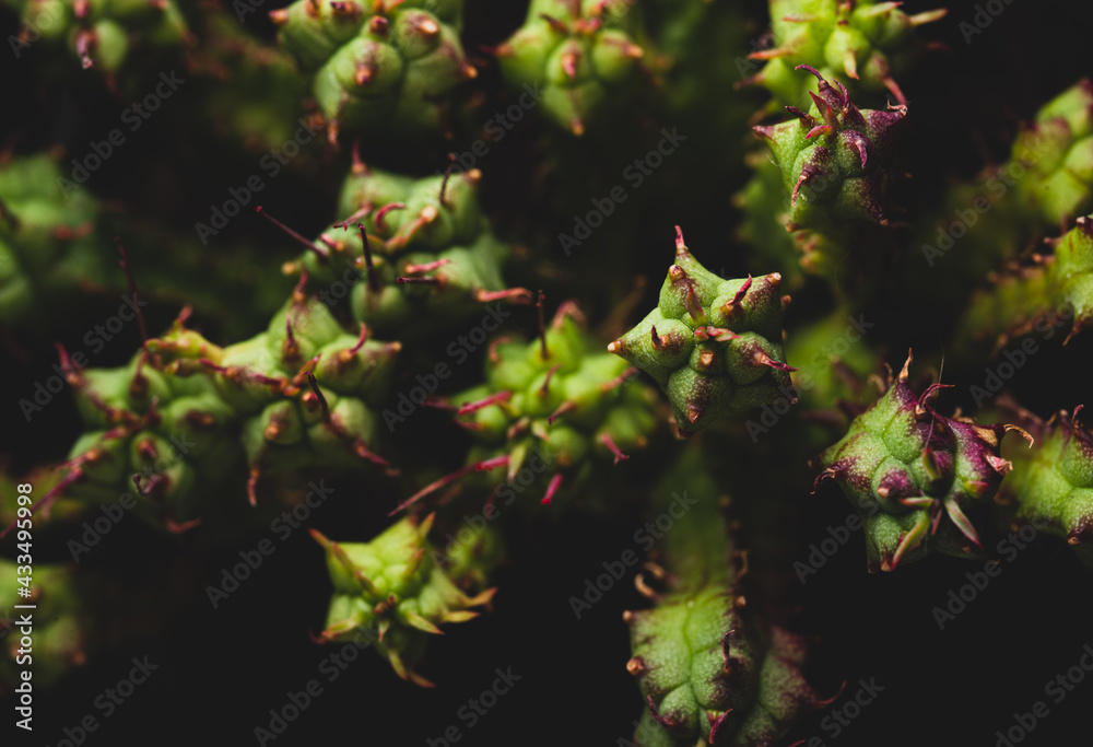 Small Cactus succulent plant macro close up on a black background Small Cactus succulent plant macro close up on a black background