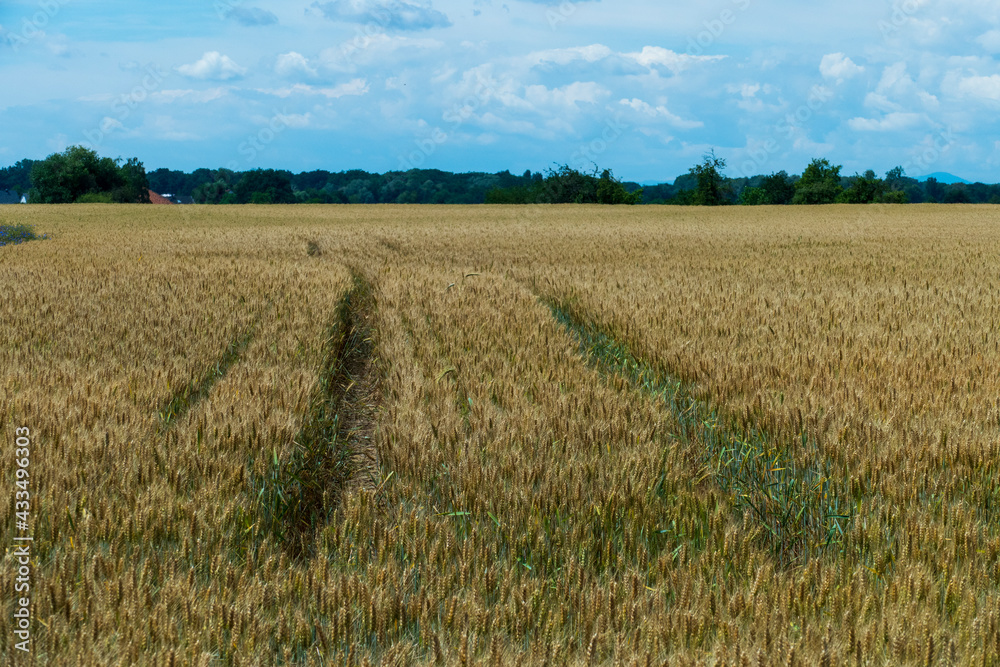 Weizenfeld im Juni, kurz vor der Ernte