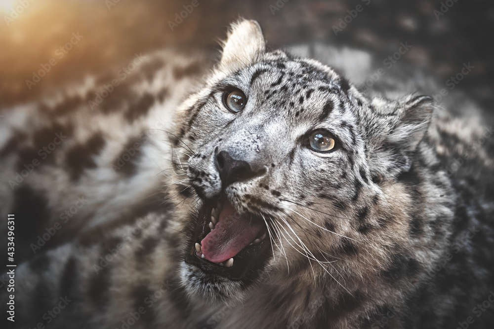 Obraz premium Snow leopard portrait