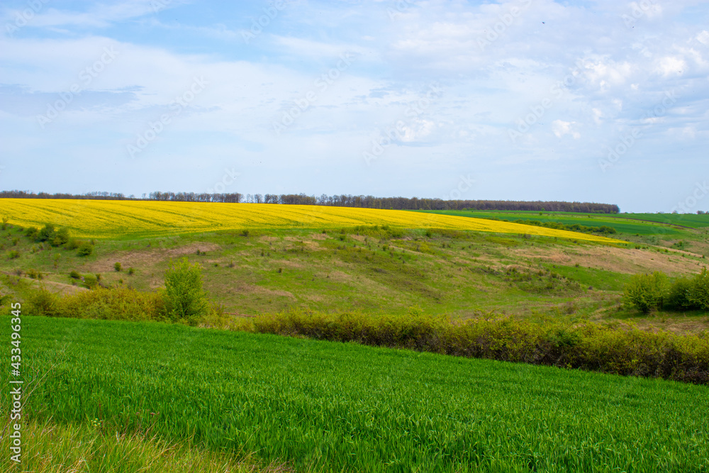 Obraz premium Rural landscape photography with a green grain field and a yellow rape field in the background, under blue sky. Photo was taken in daytime.