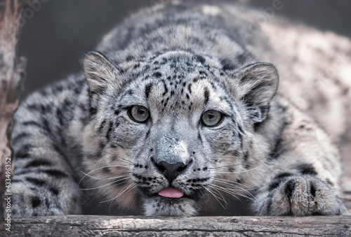 Fototapeta Naklejka Na Ścianę i Meble -  Snow leopard portrait
