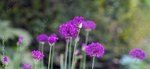 Hintergrund mit violettem Allium, Zierlauch photo