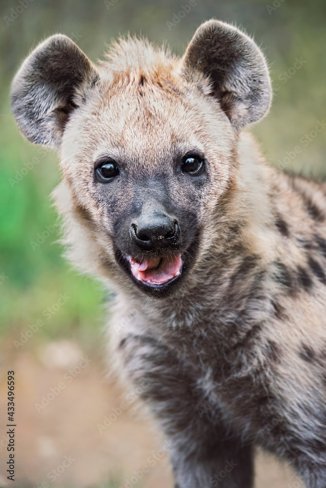 spotted hyena in the wild