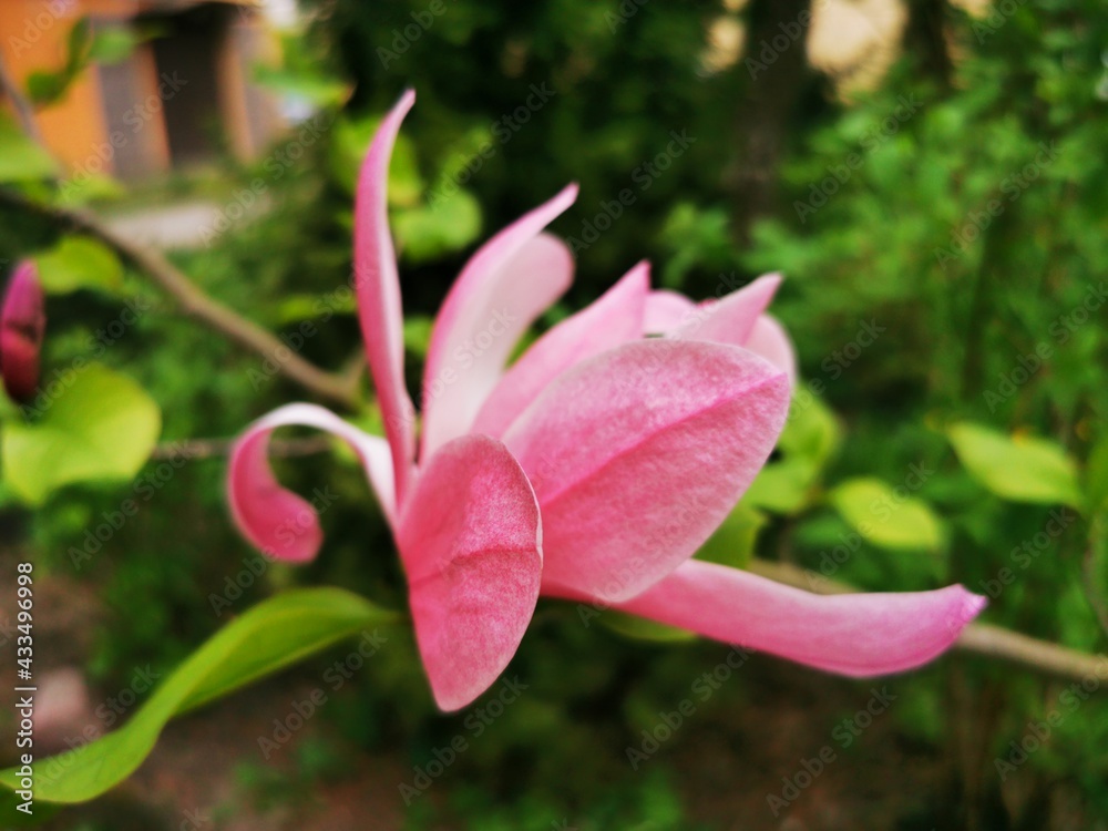 Magnolia pink blossom tree flowers. Close up branch. Beautiful flowering, blooming tree. 