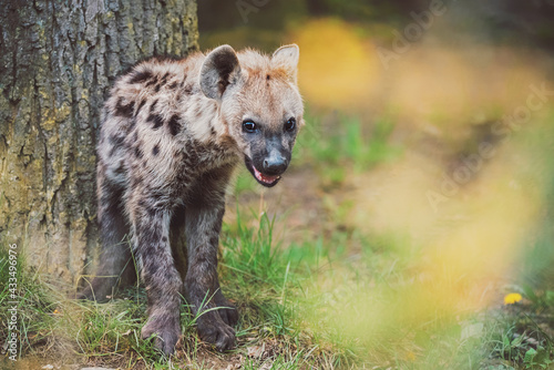 spotted hyena in the zoo