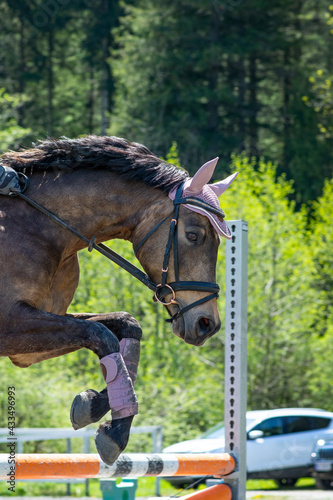 Reiten / Springen