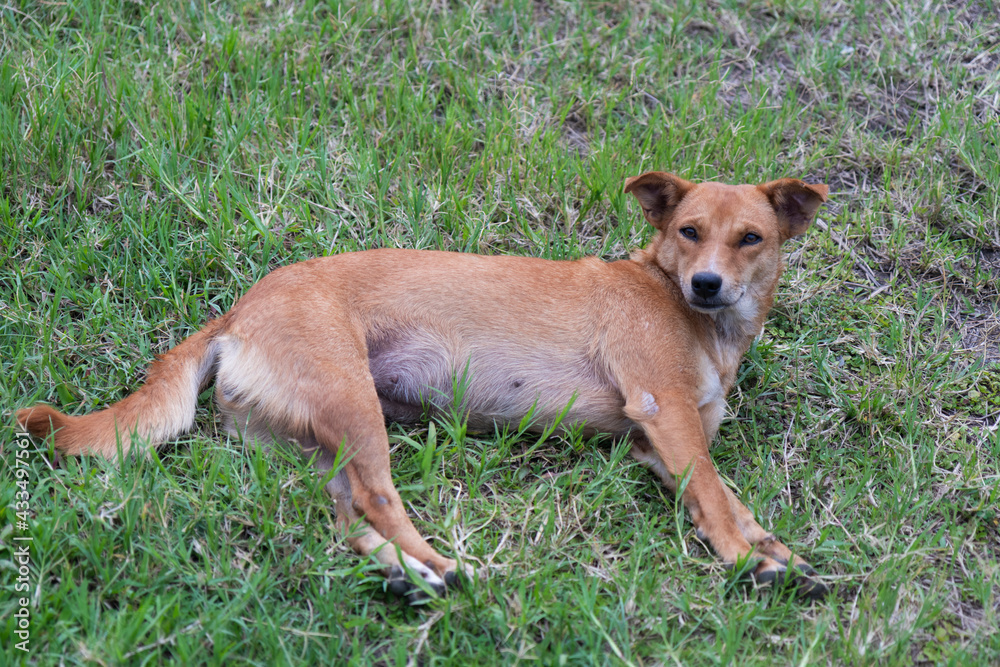 The dog in the garden.