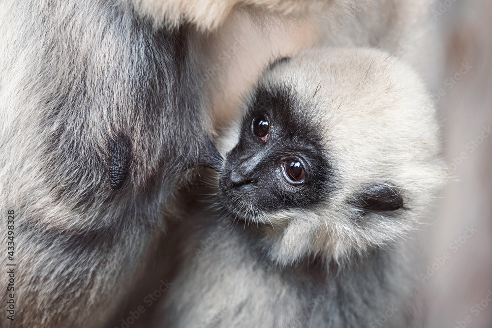 Fototapeta premium Close up gibbon