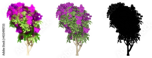 Set or collection of  Bougainvillea bushes, painted, natural and as a black silhouette, isolated on white background. Concept or conceptual 3d illustration for nature, ecology and conservation © high_resolution