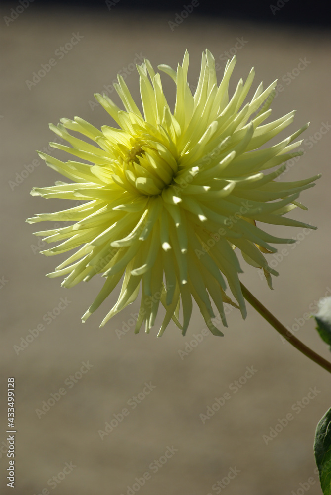 Dahlia cactus jaune