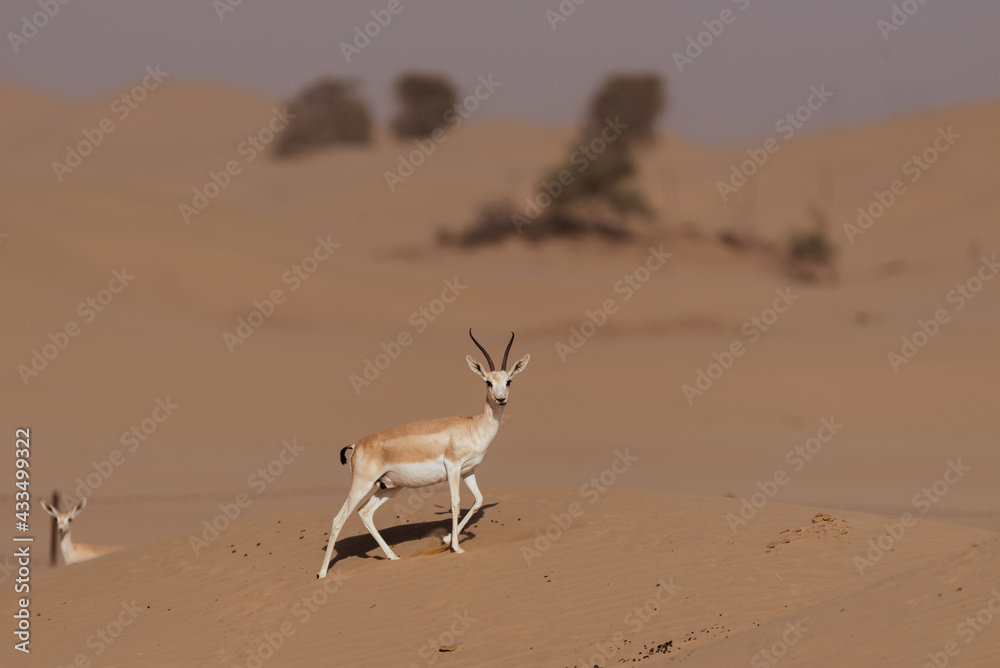 Gazelles in the Arabian Desert in Dubai - UAE.... These majestic ...