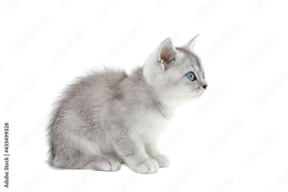 scottish kitten isolate on white background
