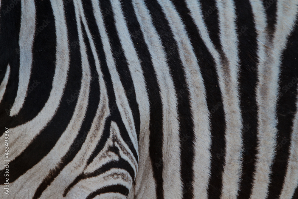 Zebra skin black and white pattern Zebra skin black and white pattern