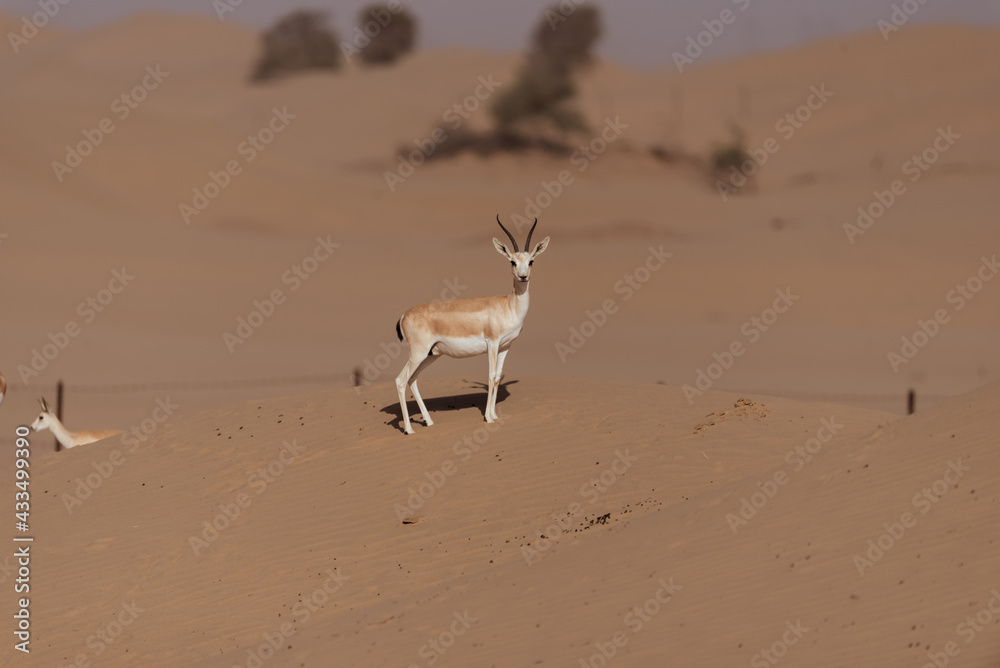 Gazelles in the Arabian Desert in Dubai - UAE.... These majestic ...