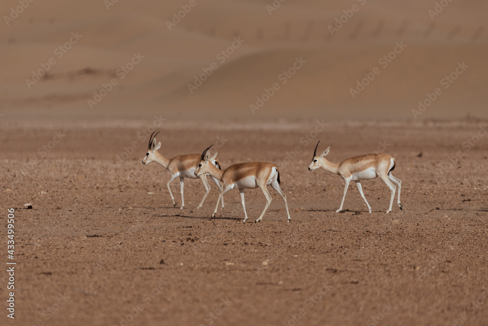 Gazelles in the Arabian Desert in Dubai - UAE.... These majestic ...