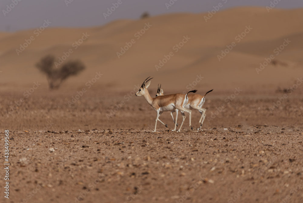 Gazelles in the Arabian Desert in Dubai - UAE.... These majestic creatures are protected species and represent the symbol of UAE Gazelles in the Arabian Desert in Dubai - UAE.... These majestic creatures are protected species and represent the symbol of UAE