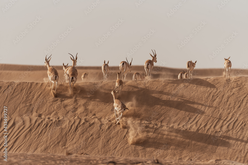 Gazelles in the Arabian Desert in Dubai - UAE.... These majestic ...