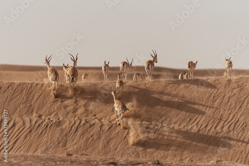 Gazelles in the Arabian Desert in Dubai - UAE.... These majestic creatures are protected species and represent the symbol of UAE © Ashraf