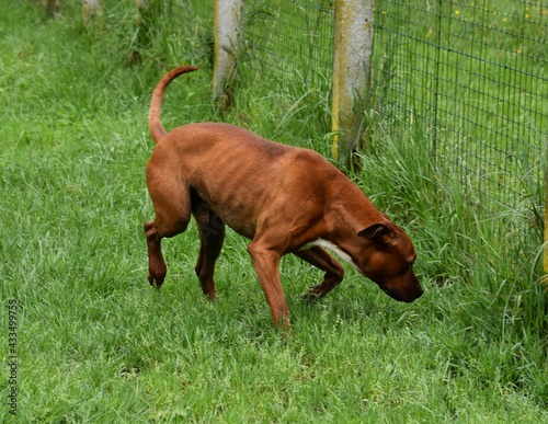 Boxer © shouloupi