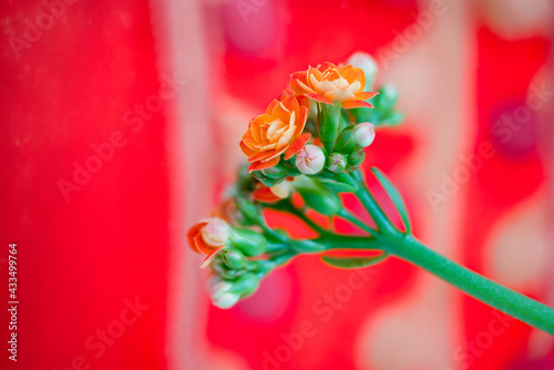Orange kalanchoe flowers on a red, white and purple background