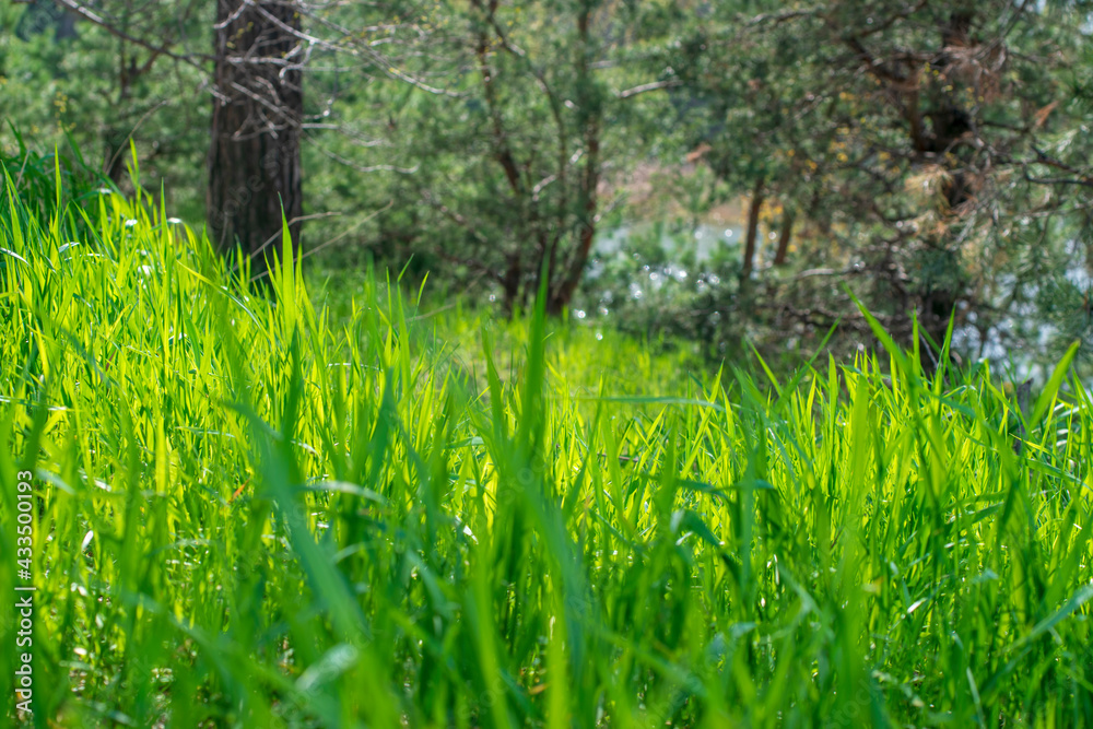 Fresh green grass background in sunny summer day in forest Fresh green grass background in sunny summer day in forest