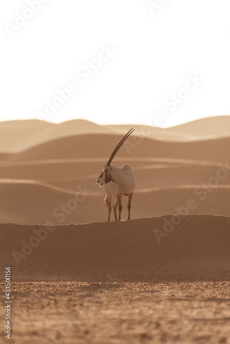 Arabian Oryx in the desert of Dubai- UAE,,, taken at the golden hour