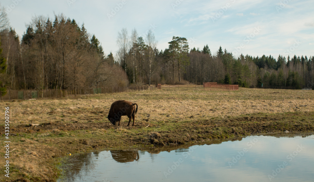 Bison Bison