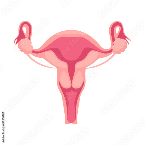 Anatomy of the female reproductive system. The layout of the female reproductive organs: uterus, cervix, ovary, fallopian tube.