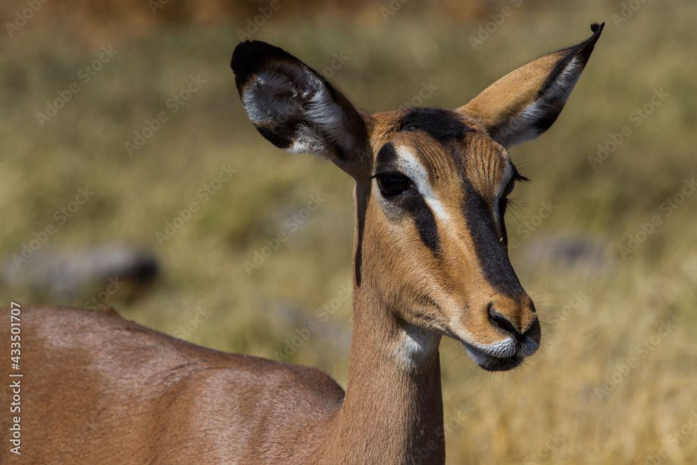 Flock of cute antelopes in Namibia Flock of cute antelopes in Namibia