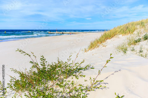 Green plants on sand dunes on beautiful beach in Dzwirzyno village near Kolobrzeg town and sunny blue sky, Baltic Sea coast, Poland