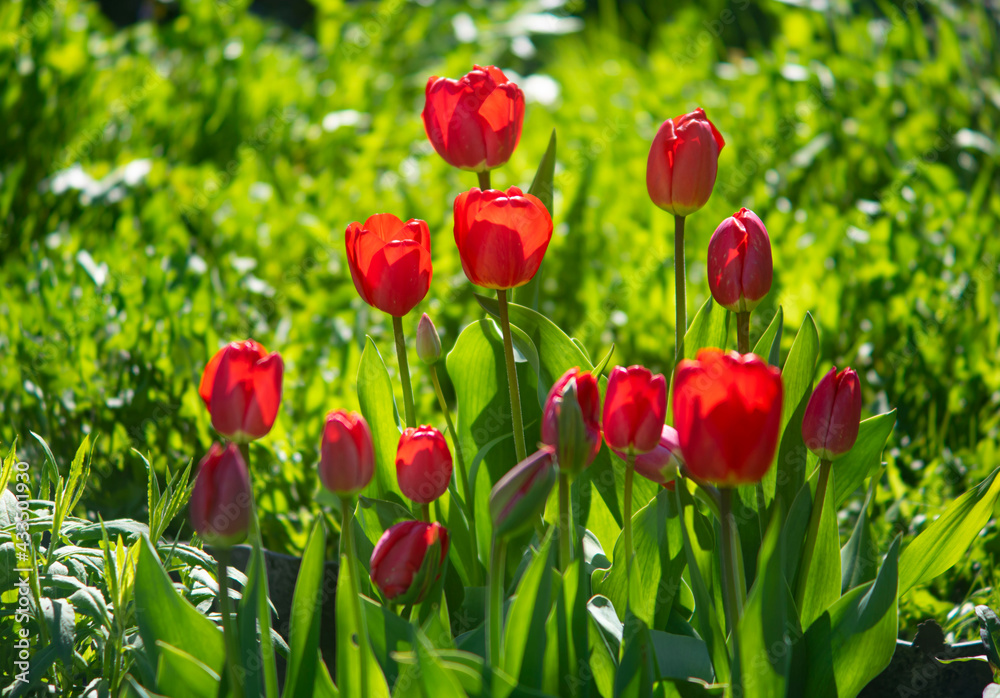 red tulips in the garden red tulips in the garden