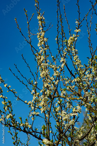 garden in bloom