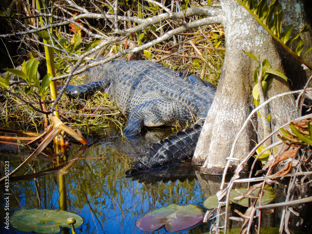a crocodile in florida is chilling in the sun a crocodile in florida is chilling in the sun