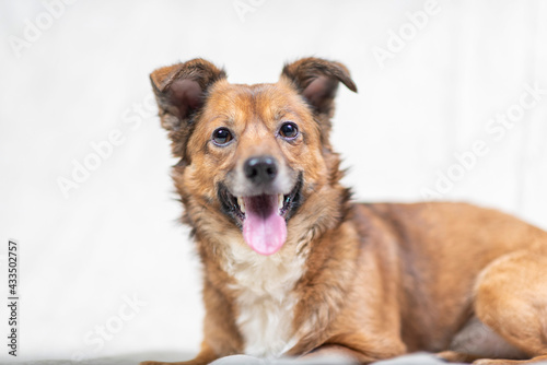 Beautiful frightened dog in a photo studio on a light background, close-up.  © shymar27