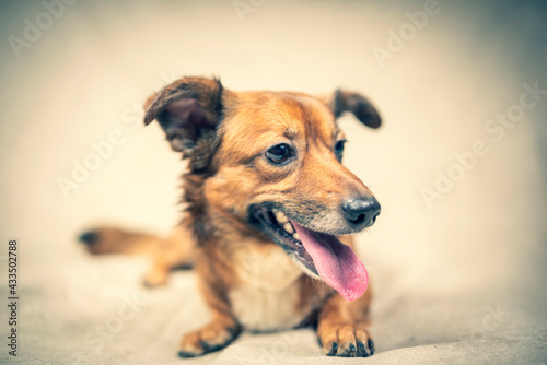 Beautiful frightened dog in a photo studio on a light background, close-up. 