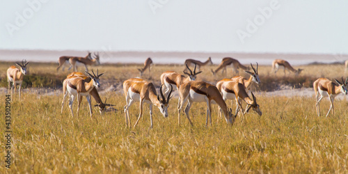 Flock of cute antelopes in Namibia