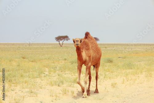 camel in a farm - desert animal 