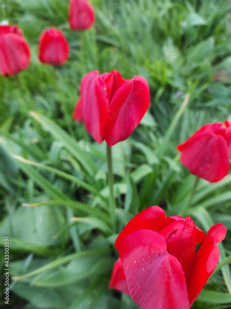 Fototapeta premium tulip, flower, spring, red, nature, tulips, garden, flowers, plant, beauty, blossom, flora, field, petal, floral, bouquet, bloom, isolated, color, summer, beautiful, leaf, bright, colorful