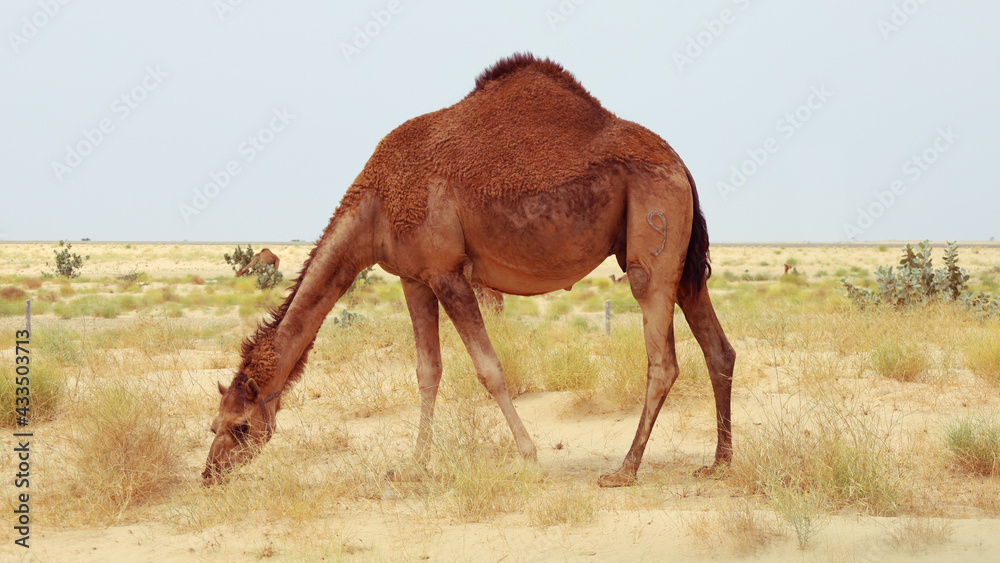 camel in a farm - desert animal
camel in a farm - desert animal