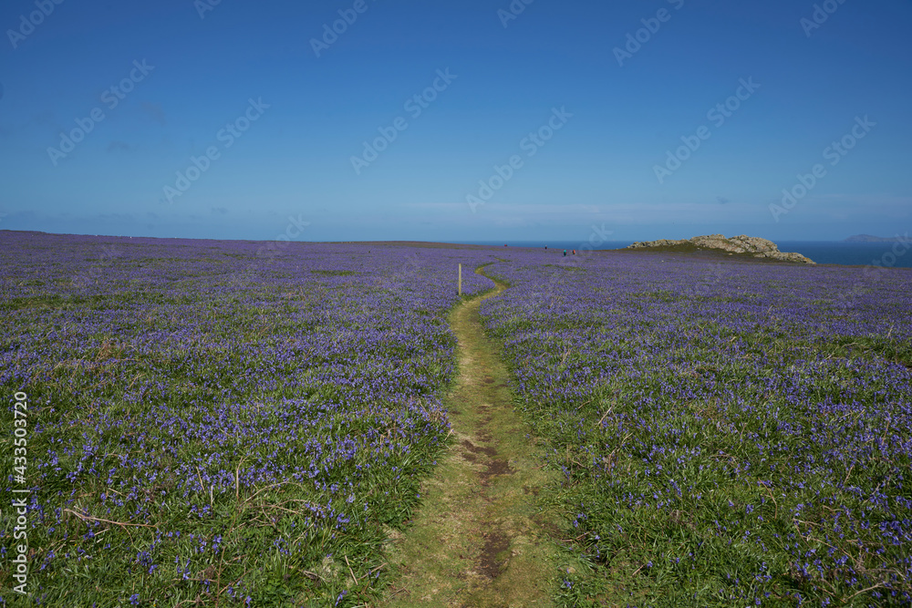 Obraz premium Carpet of bluebells (Hyacinthoides non-scripta) in spring on Skomer Island off the coast of Pembrokeshire in Wales, United Kingdom